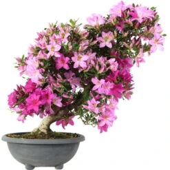 Satsuki Azalee Shisen, Bonsai, 20 Jahre, 68cm