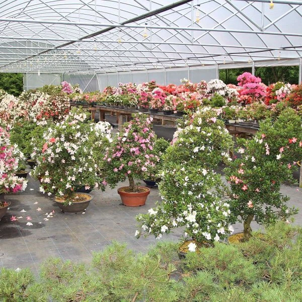 Satsuki Azalee Shisen, Bonsai, 20 Jahre, 71cm – Bild 2