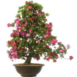 Satsuki Azalee Murasaki, Bonsai, 35 Jahre, 112cm
