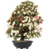 Satsuki Azalee, Bonsai, 35 Jahre, 128cm
