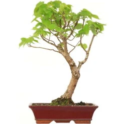 Winterlinde, Bonsai, 18 Jahre, 63cm