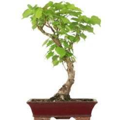 Winterlinde, Bonsai, 18 Jahre, 60cm