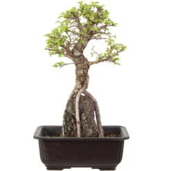 Japanische Ulme, Bonsai, 9 Jahre, 32cm
