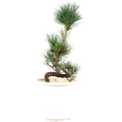 Japanische Mädchenkiefer, Prebonsai, 10 Jahre, 48cm